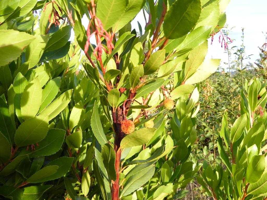 Semproniano Agriturismo Sugheretello מראה חיצוני תמונה