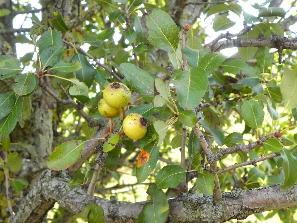 Semproniano Agriturismo Sugheretello מראה חיצוני תמונה